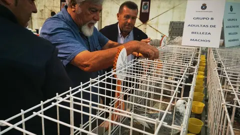 Exposicion y Jornada Nacional de la Paloma Mensajera (4)