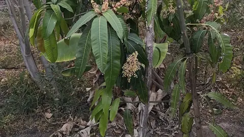 campo seco falta de agua en fuerteventura agricultura