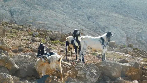 cabra majorera, previa centro de machos (2)