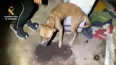 perros guardia civil