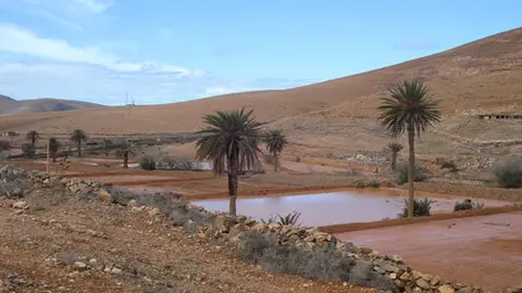 Gavias La voz de Fuerteventura