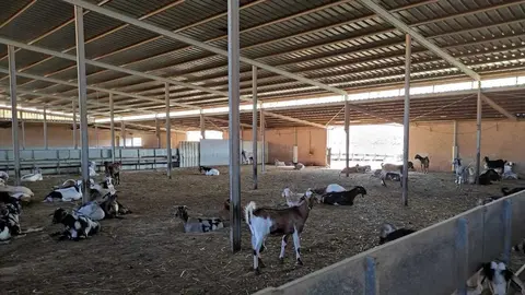 Ayuda Ganaderos Pájara