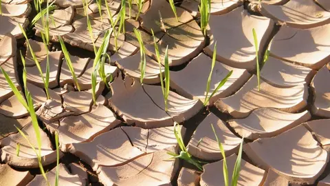 El trigo crece