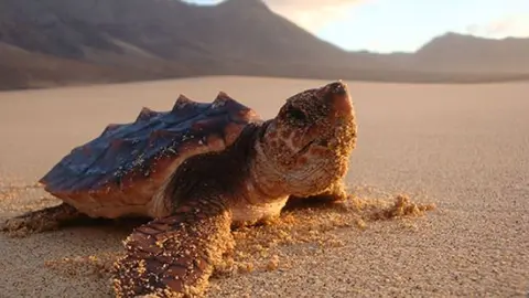 Tortuga en Cofete Archivo del Cabildo