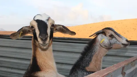 Cabras de Asociacion de Criadores de Cabra de Fuerteventura