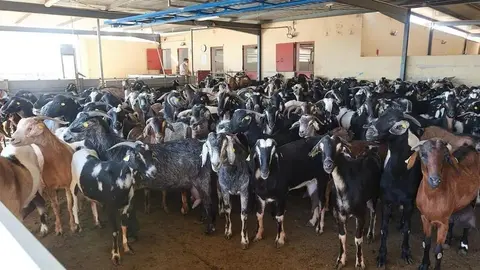 Grupo ganaderos de Fuerteventura