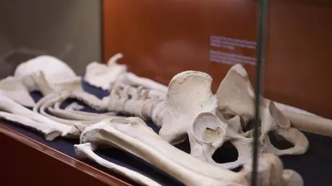 Huesos Museo de Arqueología