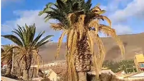 Palmeral Morro Jable