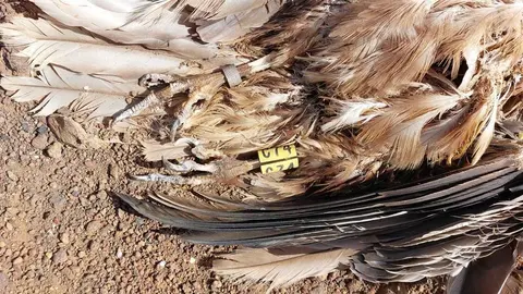 Colisión de aves protegidas con tendido eléctrico 1