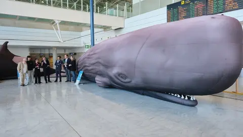 Grandes cetáceos en el aeropuerto