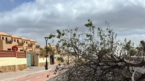 La Oliva