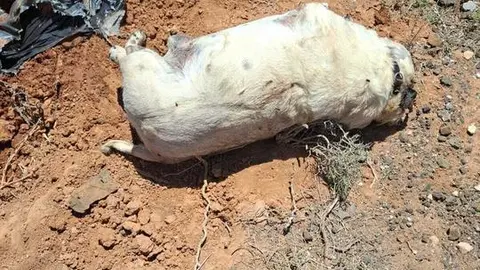 WhatsApp Image 2025-05-05 at 13.26.49