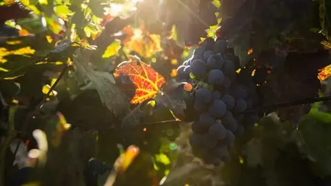 imagen bodega Conatus