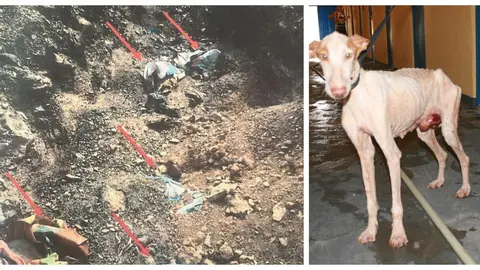 Fosa común y perro rescatado