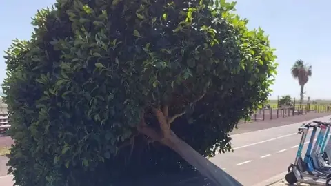 Arbol ca&iacute;do en Morro Jable tras el paso de una borrasca