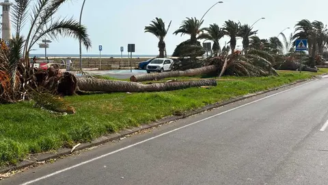 PALMERAS CAIDAS MORRO