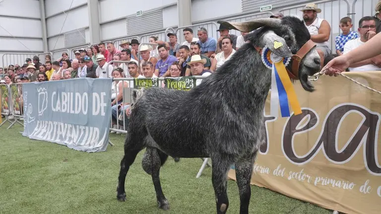 El sector responde a FEAGA: “Hay ganas de participar y de llevar animales a la feria”