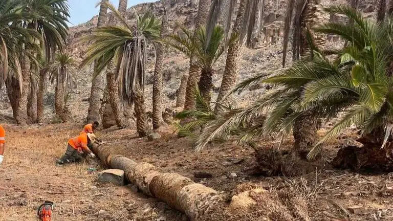 El Cabildo, desde Reserva de la Biosfera, protege los palmerales de Fuerteventura a través de un potente programa europeo Interreg MAC