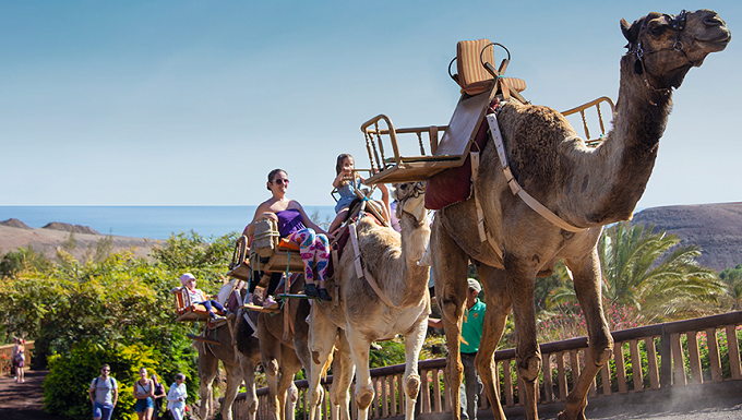 camellos-oasis-wildlife-pix